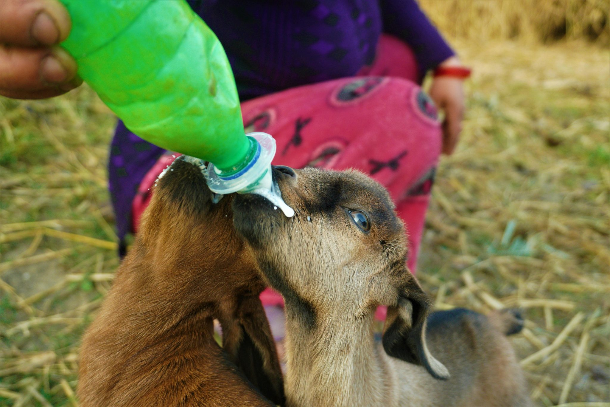 Feeding